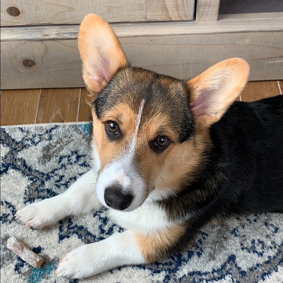 Profile Picture of Paul Vereb (@pvereb24) on Poshmark