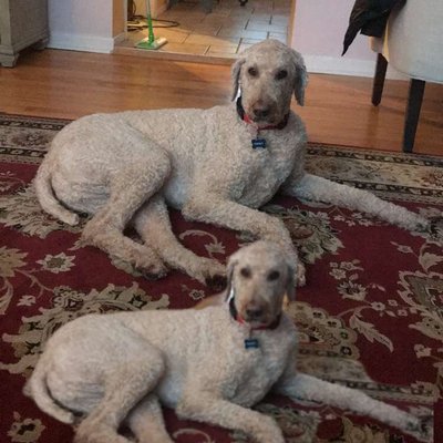 Profile Picture of Sari Schneider (@SariSchneider20) on Twitter