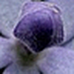 Profile Picture of Nelson Sirait (@nelson sirait) on Flickr