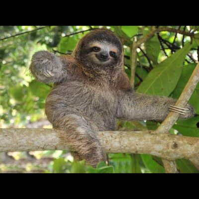Profile Picture of Forrest Gump (@ForrestSeth) on Twitter