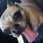 Profile Picture of Buddy🐶 (@buddyhurderhuffman) on Instagram
