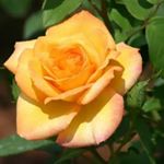 Profile Picture of Pauline Pace (@ppace19611) on Instagram