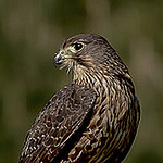 Profile Picture of Janice Mckenna (@janice mckenna photography) on Flickr