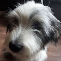 Profile Picture of Sharon Ollis (@sharon-ollis) on Quora