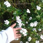 Profile Picture of bellaff (@bella_febiantriff) on Instagram