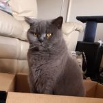 Profile Picture of Ashley Head (@ashley.head.1217) on Instagram