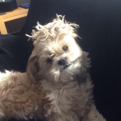 Profile Picture of William.Seddon (@07935Seddon) on Twitter