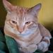 Profile Picture of Justin Ketterer (@claymanjuba) on Pinterest