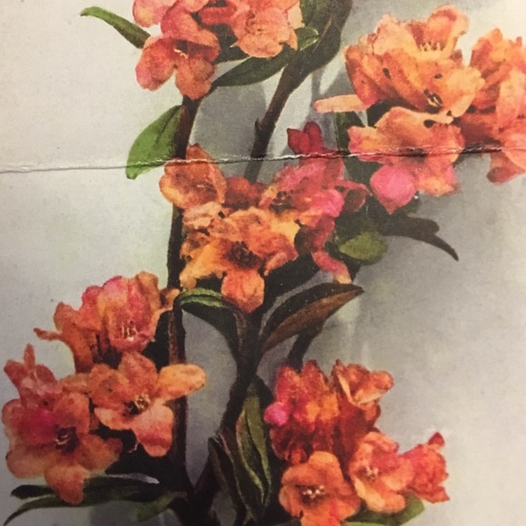 Evelyn Lewicki - Poshmark Profile Picture of Evelyn Lewicki (@evielew68) on Poshmark