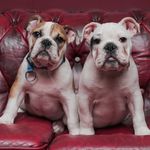 Profile Picture of Randy & Moe, The Duke Brothers (@duke_brothers) on Instagram