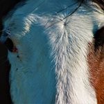 Profile Picture of Amy Chandler (@3sansqh) on Instagram