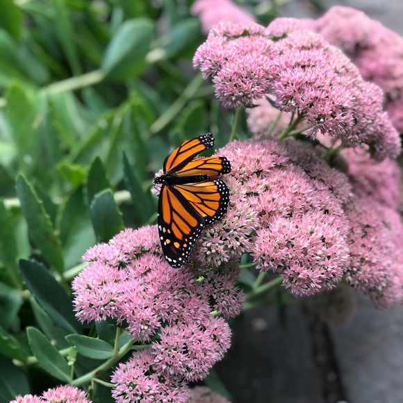 Elizabeth Evanchick - Poshmark Profile Picture of Elizabeth Evanchick (@evanchicke24) on Poshmark