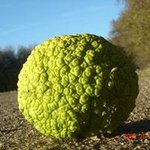 Profile Picture of Amanda Johnson Janulis (@amandabkansas) on Instagram