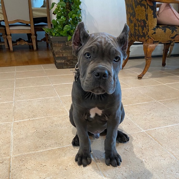 Profile Picture of Christian Resto (@badassnoodles) on Poshmark