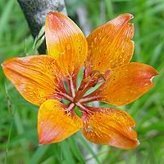 Profile Picture of Brit Liha (@brit.liha) on Myspace