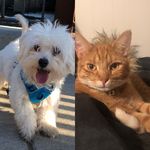 Profile Picture of Odin And Shane (@odinandshane) on Instagram