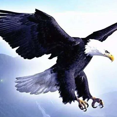 Profile Picture of Felix Yang (@felixyang649) on Twitter