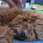 Profile Picture of Sammy Samsam (@carla.mercado.39) on Instagram