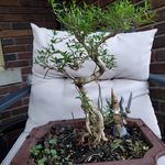 Profile Picture of Mike Pendleton (@pendletonbonsai) on Instagram