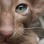 Profile Picture of WORLD DIPLOMA BREEDER (@siamese_oriental_cats) on Instagram