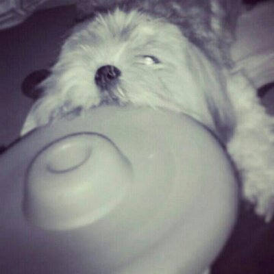 Profile Picture of Ken Arvin Ong (@55b606169cb74b8) on Twitter