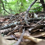 Profile Picture of Alex Phea (@disneyinfinityrocks) on Flickr