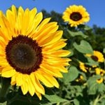 Bryan Sterling - Instagram Profile Picture of Bryan Sterling (@bryansterling51) on Instagram