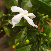 Profile Picture of Shankar Narayan (@shankarnarayan7650) on Youtube