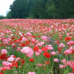 Profile Picture of sunshine (@cindyxia) on Tiktok