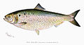 Profile Picture of Shad fishingon Wikipedia
