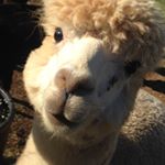 Profile Picture of Thomas Garbutt (@tomygarbo9557) on Instagram