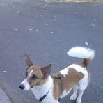 Profile Picture of Jerry Jack Russel (@jerry.jackrussel) on Facebook