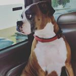 Profile Picture of Hank Harden (@proline4th) on Instagram