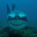 Profile Picture of Brian Dusse (@dusse27) on Pinterest