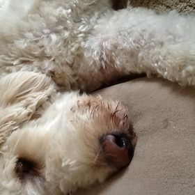 Profile Picture of Beth Pickerd (@bpickerd) on Pinterest