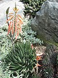 Profile Picture of Aristaloeon Wikipedia