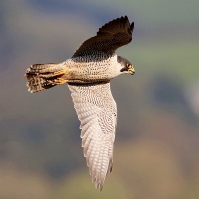 Profile Picture of David Paterson (@djpaterson1) on Twitter