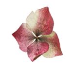 Profile Picture of Julee Allyson Gutwein (@agedontheedges) on Instagram