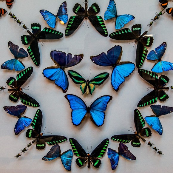 Profile Picture of Amanda Goncalves (@damg09) on Poshmark