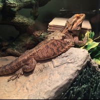 Profile Picture of Michael Orrico (@michael-orrico-1) on Quora