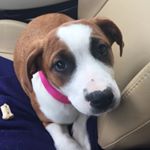 Profile Picture of Lucille Barbancourt (@lucybellemcmutt) on Instagram