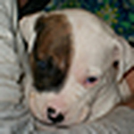 Profile Picture of Brandi Whitlock (@**Lou-Lou**) on Flickr