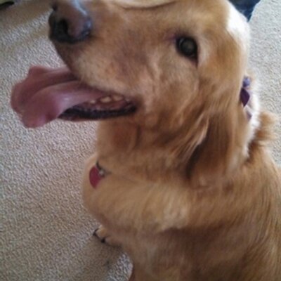 Profile Picture of Lorena Taylor (@lorenakcmo) on Twitter