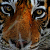 Profile Picture of Mike Parr (@mikeparr2) on Flickr