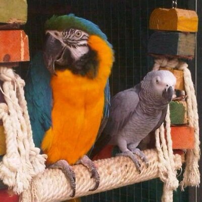 Mandy Swift - Twitter Profile Picture of Mandy Swift (@Swiftasabirdcom) on Twitter