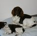 Profile Picture of Amy Vom Zwischenberger Moor (@Amy-Vom-Zwischenberger-Moor) on Facebook