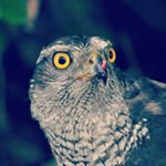 Profile Picture of Richard Nabbing (@richiethedork) on Instagram