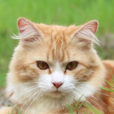 Profile Picture of Yu Zhao (@yuzhao9601) on Twitter