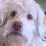 Profile Picture of Tommie Rowell (@teegeetn) on Instagram