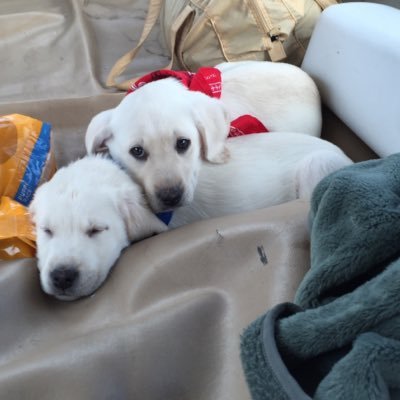 Profile Picture of Jack And Fergus (@Patrick08796034) on Twitter